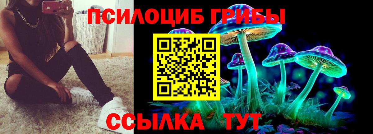 Галлюциногенные грибы Psilocybe Калининград